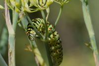 Papilio machaon