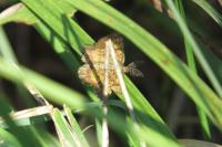 Ematurga atomaria