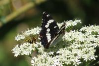 Limenitis reducta