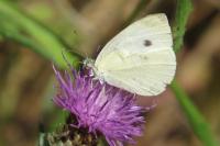 Pieris rapae