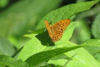 Argynnis paphia