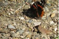 Vanessa atalanta