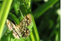 Chiasmia clathrata