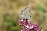 Polyommatus icarus