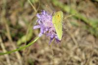 Colias crocea