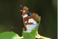 Limenitis reducta