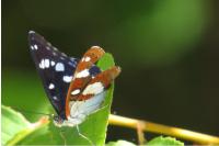 Limenitis reducta