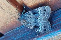 Amphipyra pyramidea