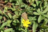 Coenonympha pamphilus