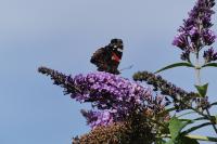 Vanessa atalanta
