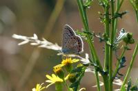 Polyommatus icarus