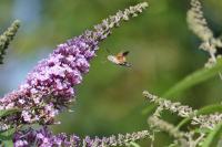 Macroglossum stellatarum