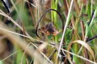 Euclidia glyphica