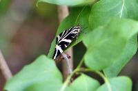 Euplagia quadripunctaria