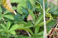 Pyrausta despicata