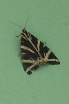 Euplagia quadripunctaria