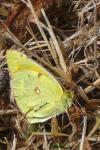 Colias crocea