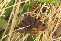 Euclidia glyphica