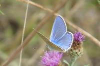 Polyommatus icarus