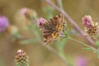 Euclidia glyphica