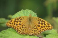 Argynnis paphia