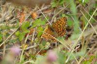 Boloria dia