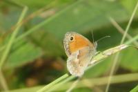 Coenonympha pamphilus