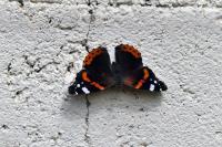Vanessa atalanta