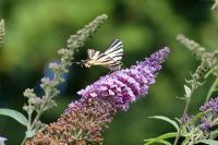 Iphiclides podalirius