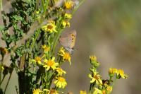 Lycaena phlaeas