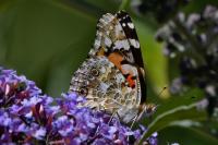 Vanessa cardui