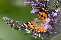 Vanessa cardui