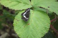 Limenitis camilla