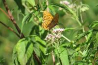 Argynnis paphia