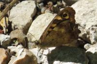 Pararge aegeria