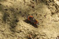Vanessa atalanta