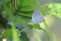 Celastrina argiolus