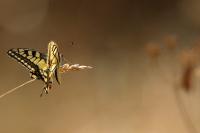 Papilio machaon