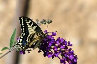 Papilio machaon