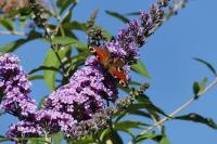 Aglais io