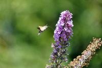 Macroglossum stellatarum