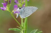 Celastrina argiolus