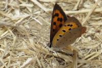 Lycaena phlaeas