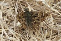 Carcharodus alceae