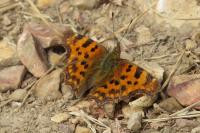 Polygonia c-album