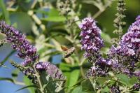 Macroglossum stellatarum