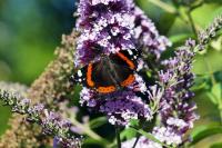 Vanessa atalanta