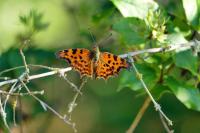 Polygonia c-album