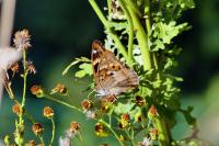 Apatura ilia