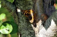 Apatura ilia